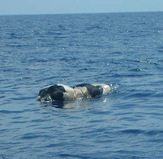 Tote Kuh im Wasser treibend