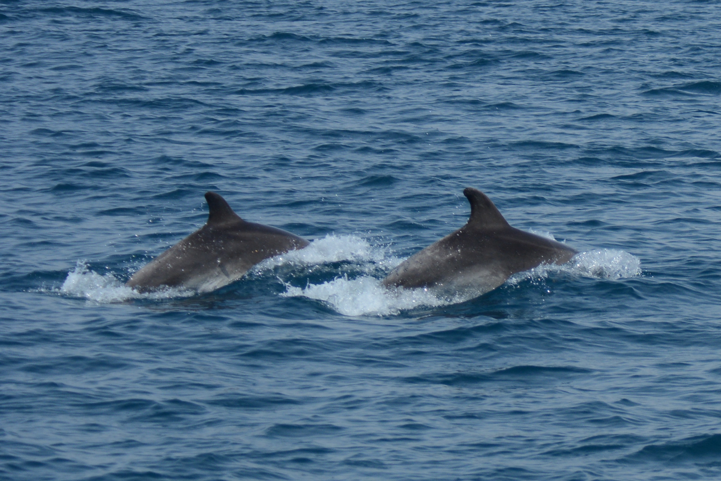 Dolphins near Rovinj